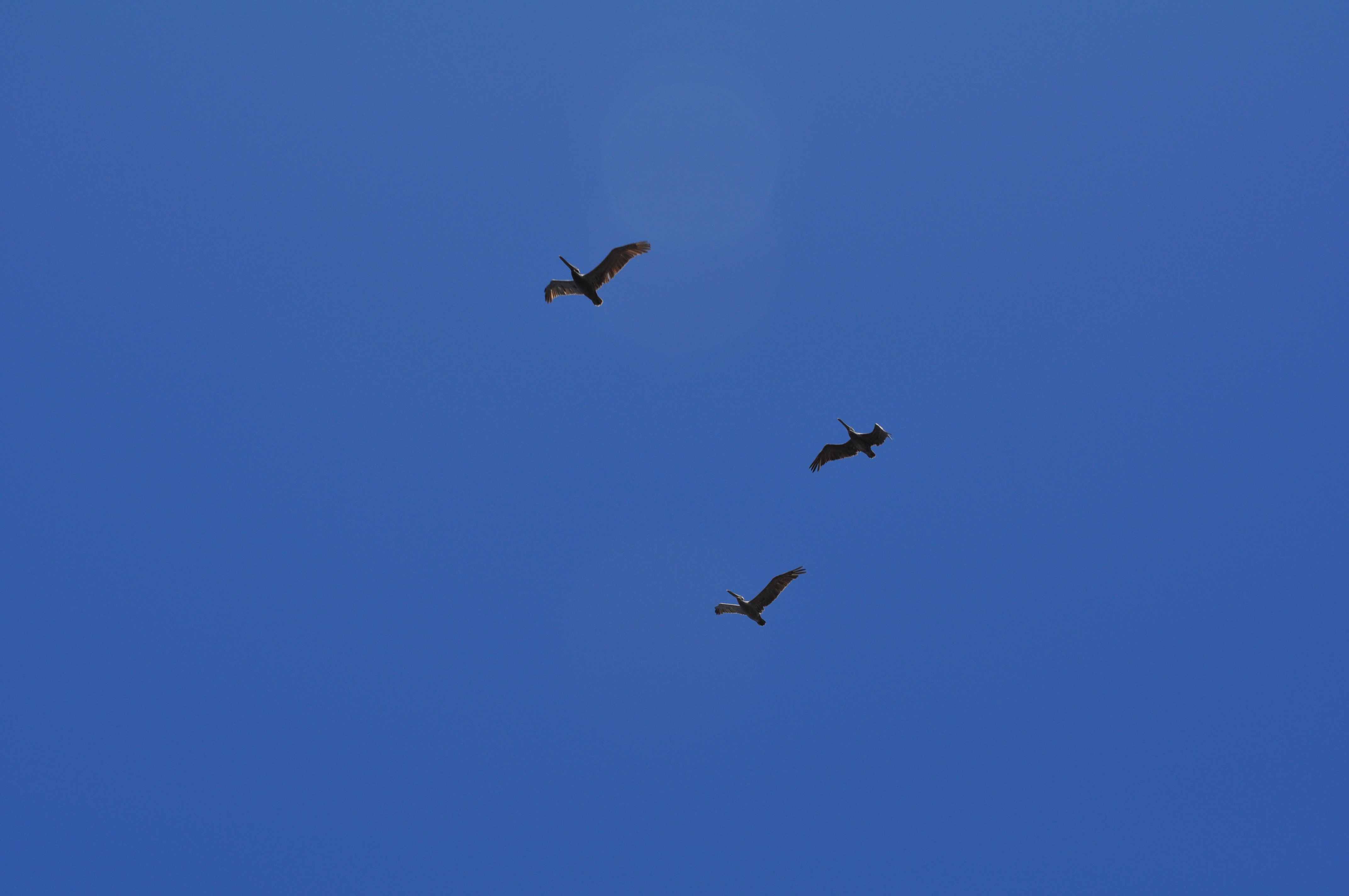 3 Sea Birds
