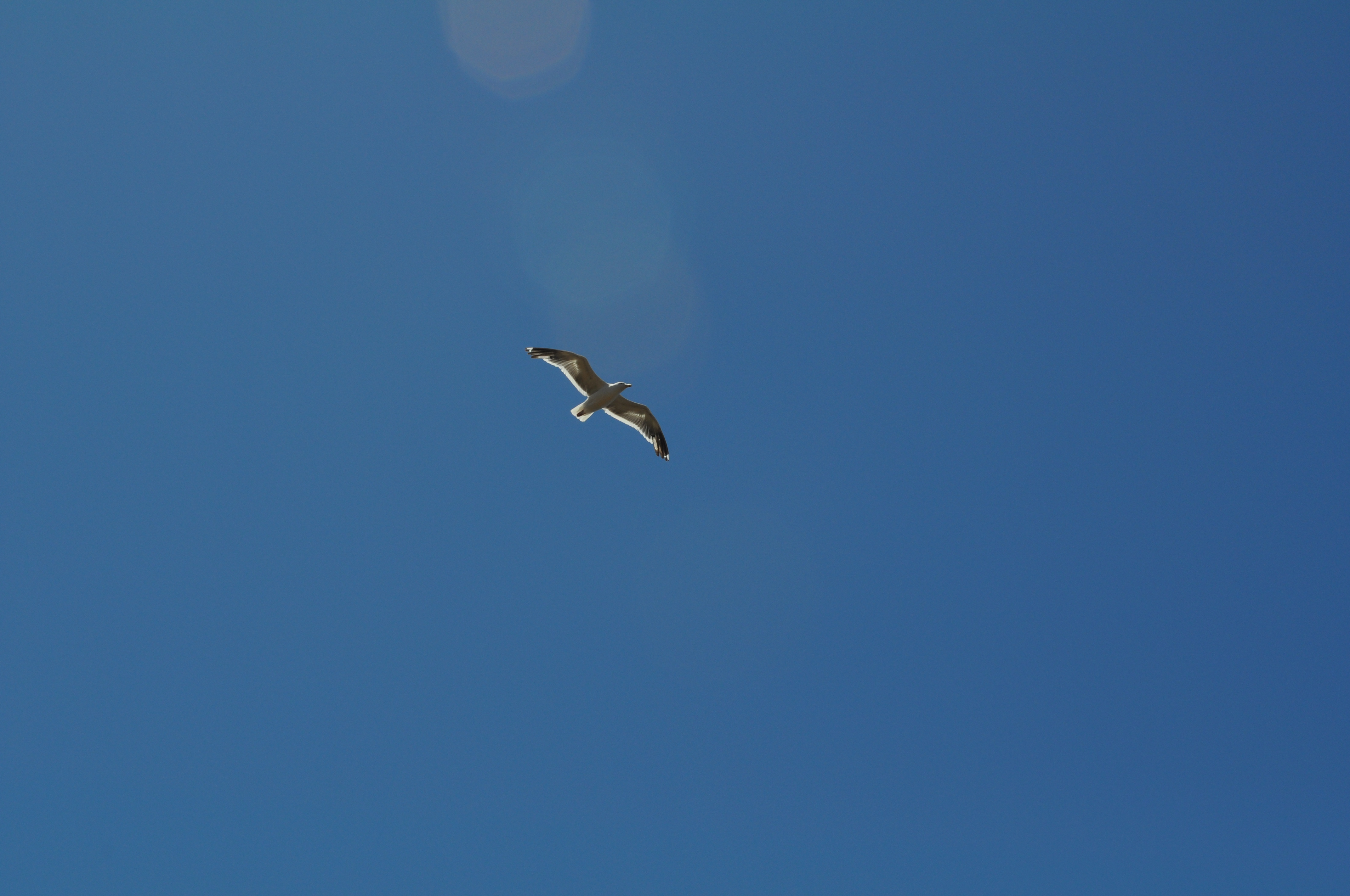 Sea Bird