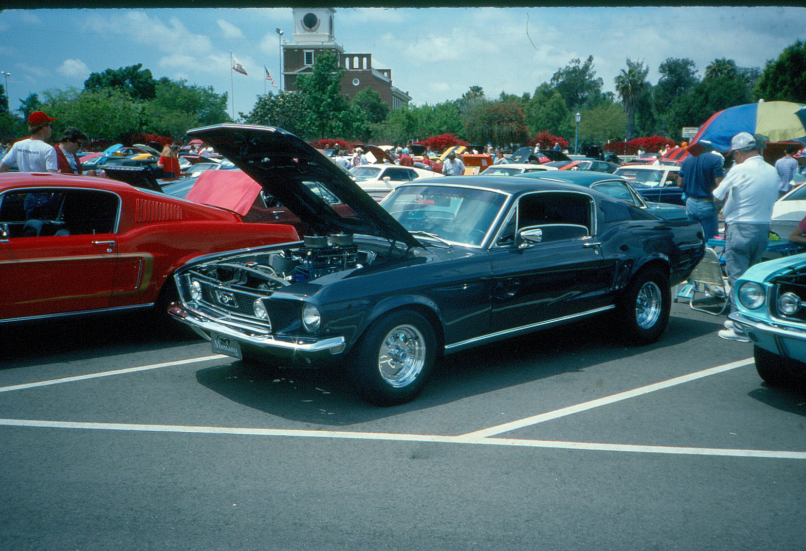 Black Mustang