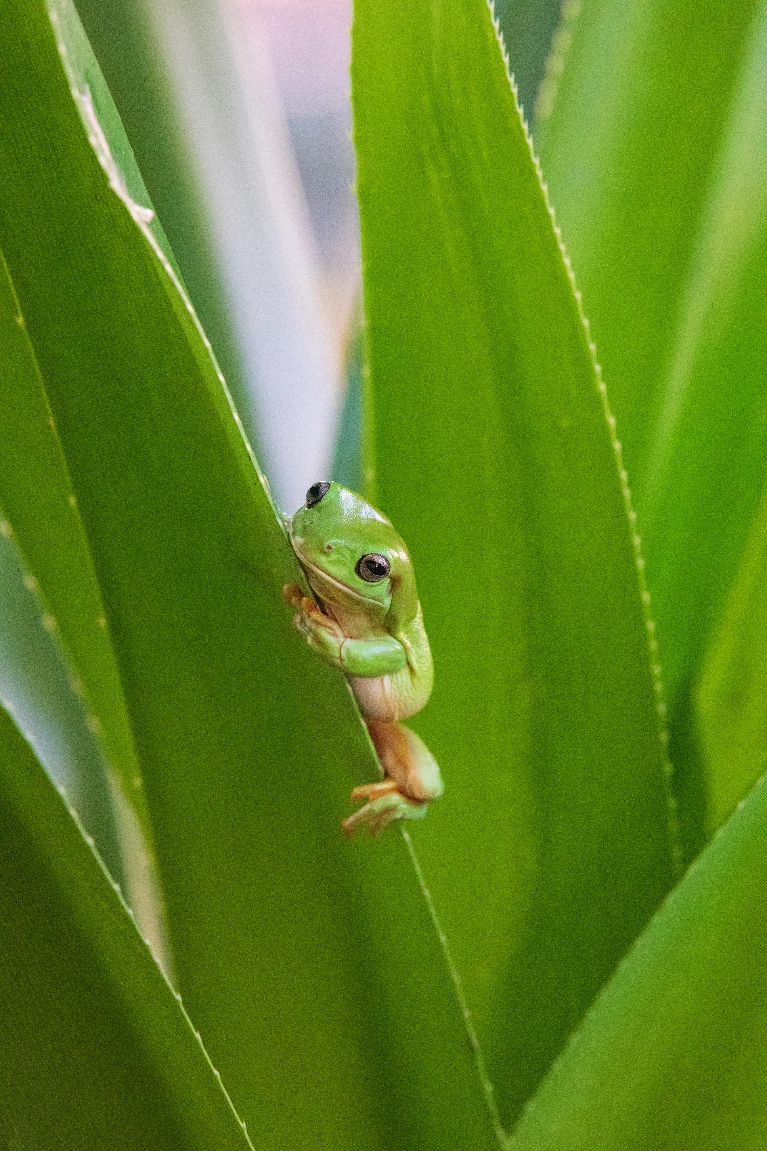 Frog